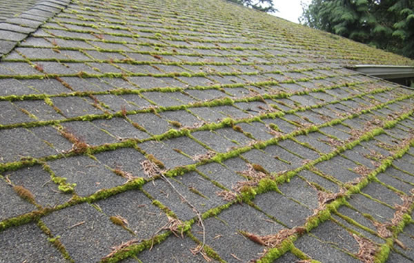 Moss on an aging roof