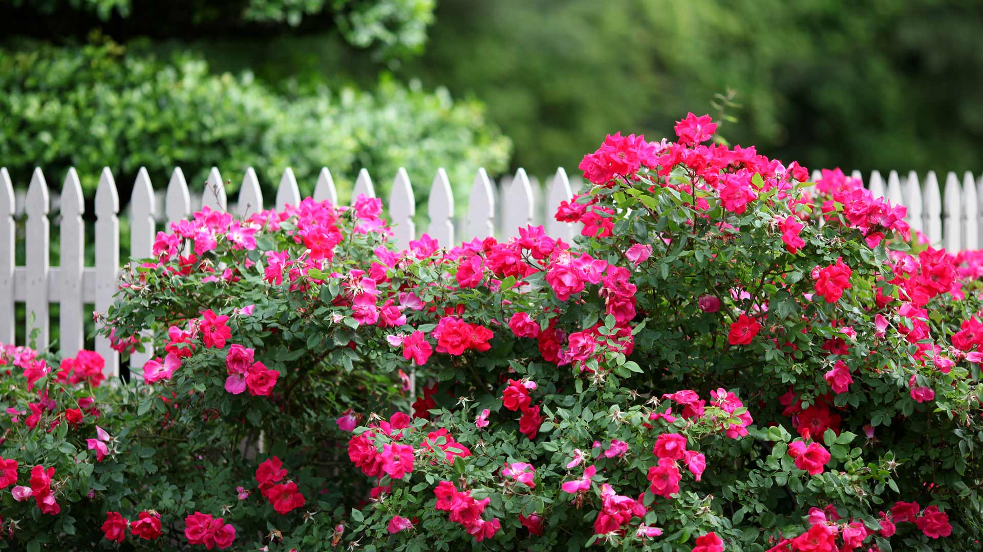 Tigard Roses