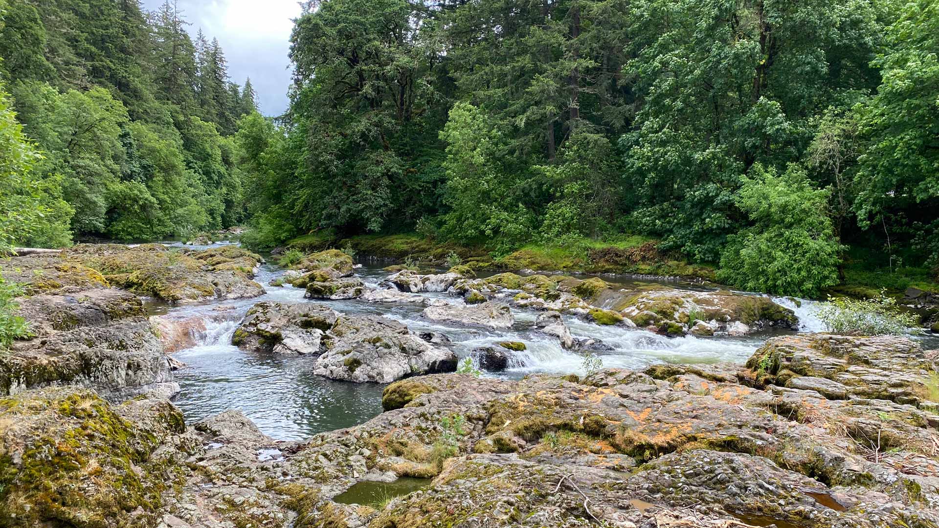 Brownsville Creek and Woods
