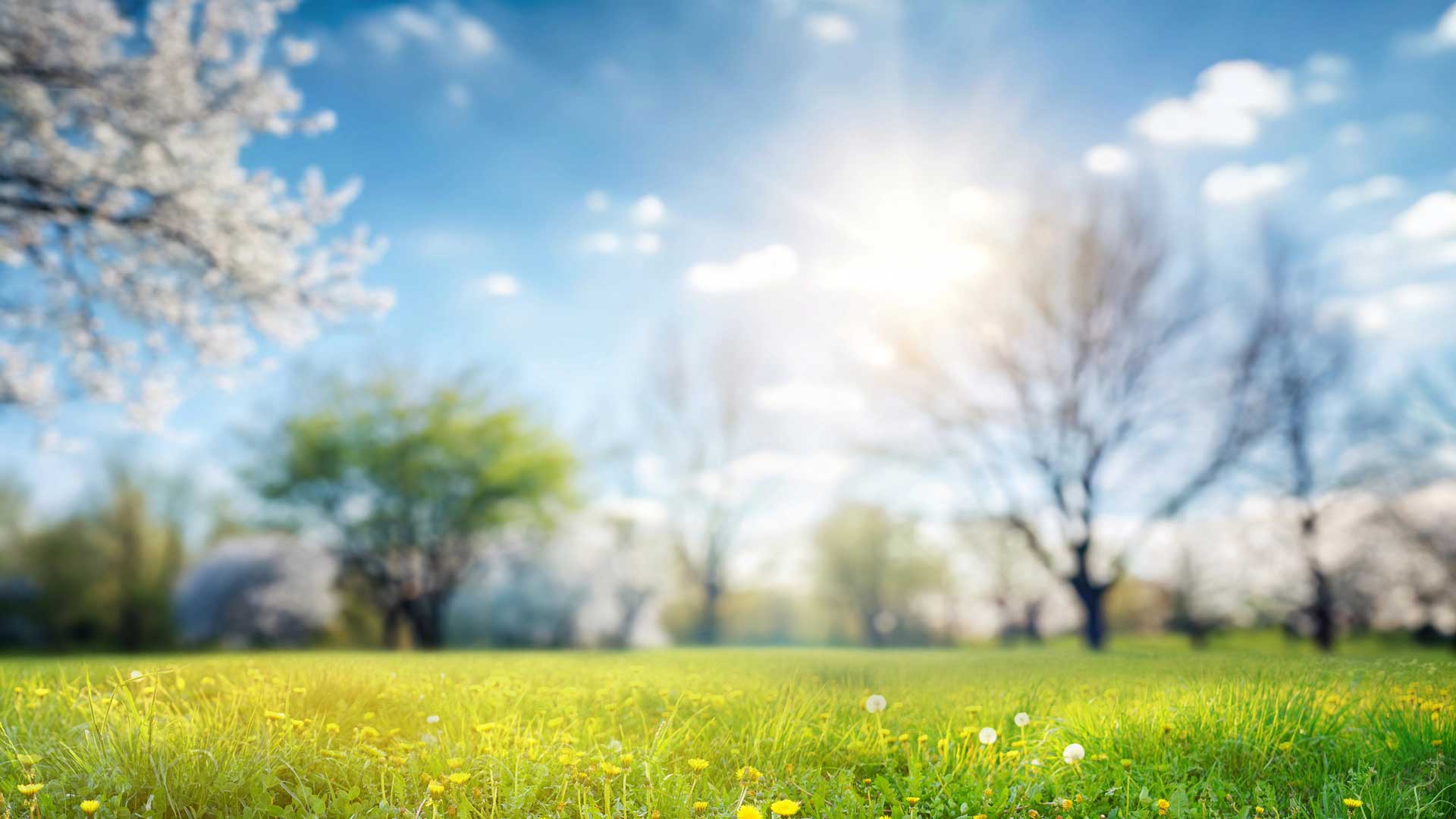 Junction City Meadow