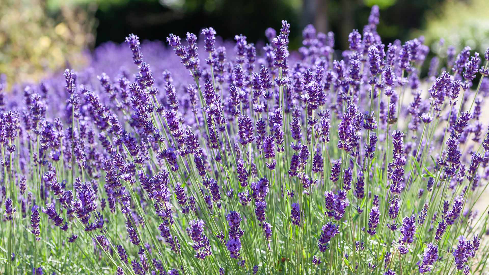 Tangent Lavender
