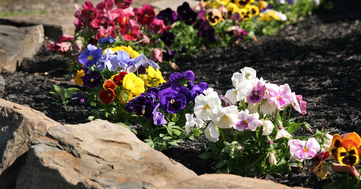 Beautiful Landscaping in Thurston