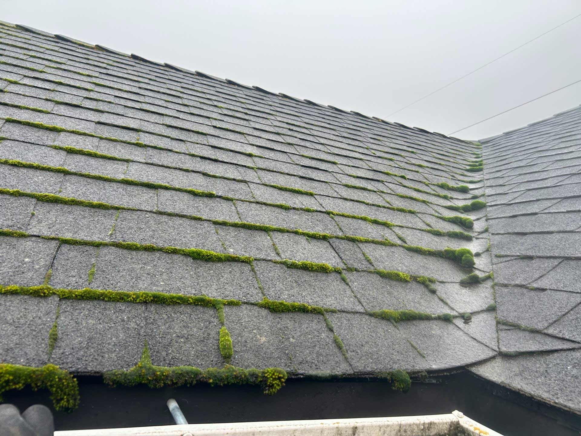 moss-roof-pacificnw